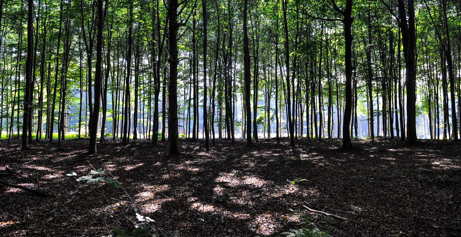 Ambiance forêt et parc. Forest and park ambiance.